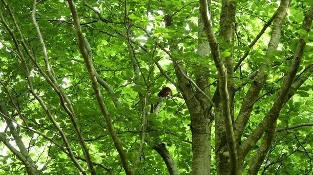 Red squirrel climbing down a beech tree in a forest