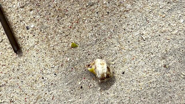A small hermit crab moves slowly across the sand on a tropical beach in Bali. Authentic wildlife moment suitable for nature documentaries and ecotourism content.