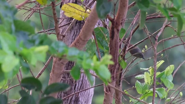 Pin-striped Tit Babbler Foraging for Ants During Rain with Repeated Pecking in Palawan Philippines
