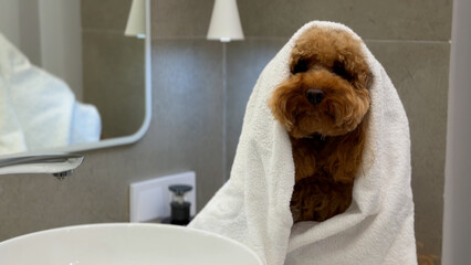 Fluffy brown poodle wrapped in white towel sits upright in modern bathroom beside sink and large mirror under soft ambient lighting, capturing cozy pet care moment © Pavel