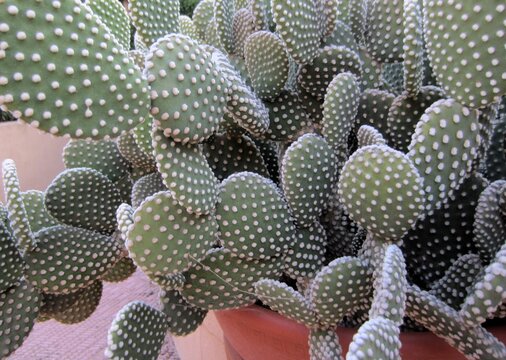 cactus Opuntia microdasys