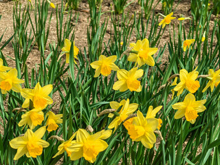 Obraz premium Yellow Narcissus Pseudonarcissus Flowers in Garden Bed