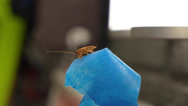 The American cockroach was caught in a glue trap. Destruction of insects at home. Insect management, close up of cockroach stuck on sticky glue cockroaches trap with bait with blurred background.