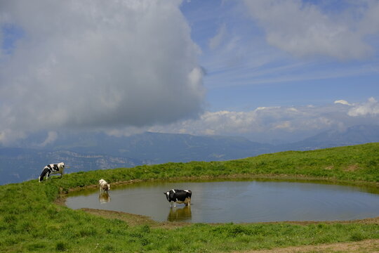 Dairy cows grazing by a mountain pond in Lessinia highlands