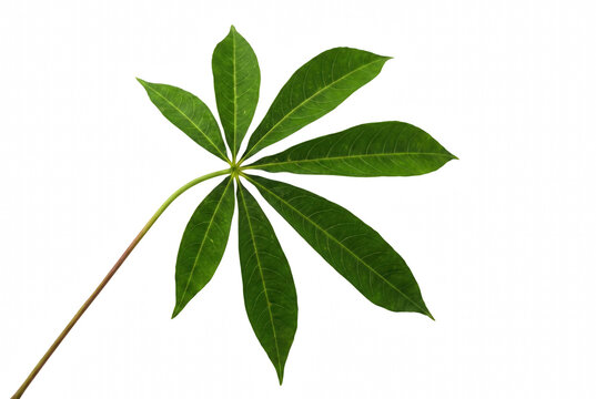 Green Cassava Leaf Showing Palmately Compound Structure