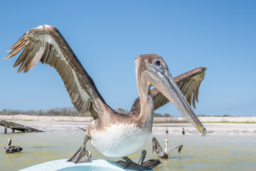 Side Profile Portrait of Brown Pelican With Long Beak and Colorful Features in Mexico Wetlands © Krzysztof Bargiel