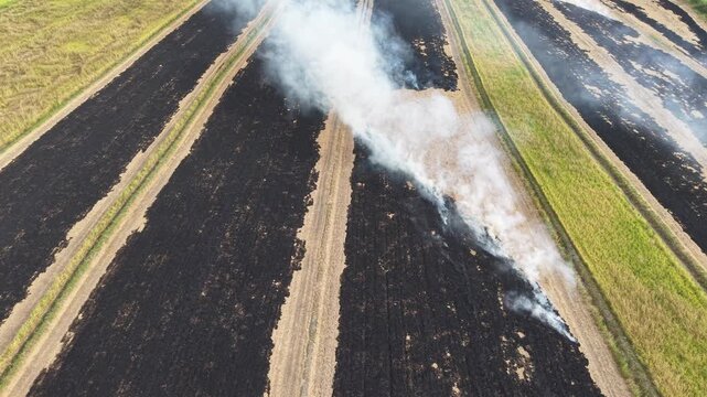 Aerial drone view of burning straw paddy fields and smoke