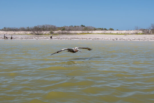 Majestic Brown Pelican in Flight Over the Protected R&iacute;a Celest&uacute;n Wetland Ecosystem of Mexico