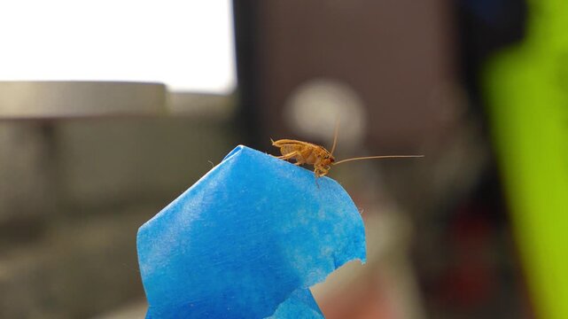 The American cockroach was caught in a glue trap. Destruction of insects at home. Insect management, close up of cockroach stuck on sticky glue cockroaches trap with bait with blurred background.