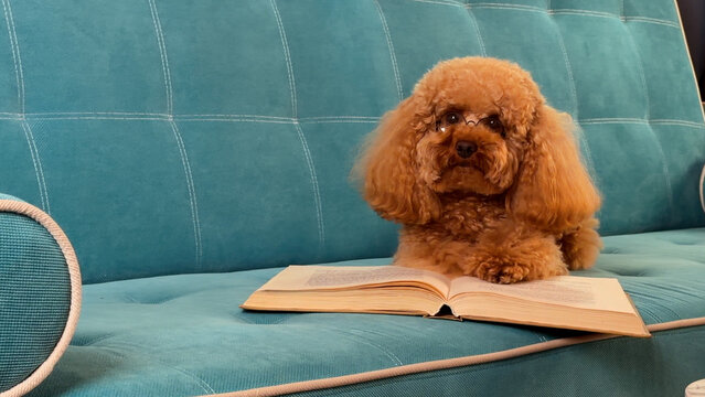 Brown toy poodle sitting beside open book on teal sofa, wearing round wireframe glasses and looking toward camera with calm curiosity in cozy indoor reading scene