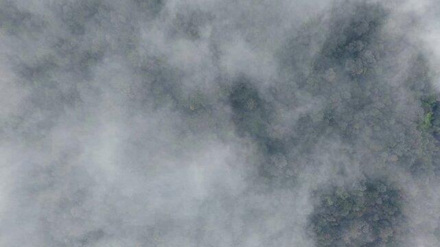 Aerial drone view of cloudy tropical forest canopy