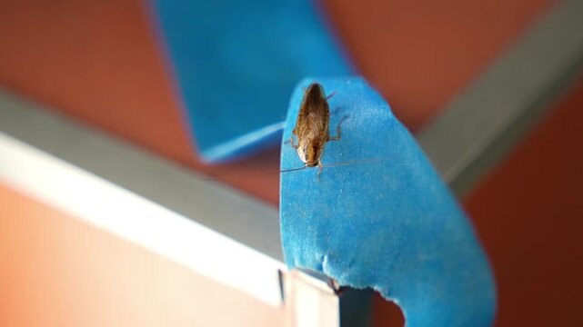 The American cockroach was caught in a glue trap. Destruction of insects at home. Insect management, close up of cockroach stuck on sticky glue cockroaches trap with bait with blurred background.