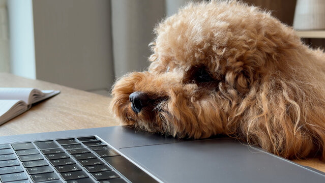 Golden doodle dog resting head on laptop beside open notebook in bright home office setting, cozy furry companion beside focused desk work, warm sunlight and calm workspace mood