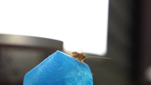 The American cockroach was caught in a glue trap. Destruction of insects at home. Insect management, close up of cockroach stuck on sticky glue cockroaches trap with bait with blurred background.
