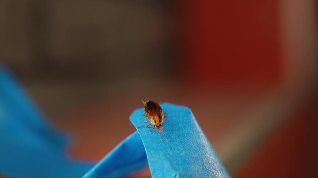 The American cockroach was caught in a glue trap. Destruction of insects at home. Insect management, close up of cockroach stuck on sticky glue cockroaches trap with bait with blurred background.