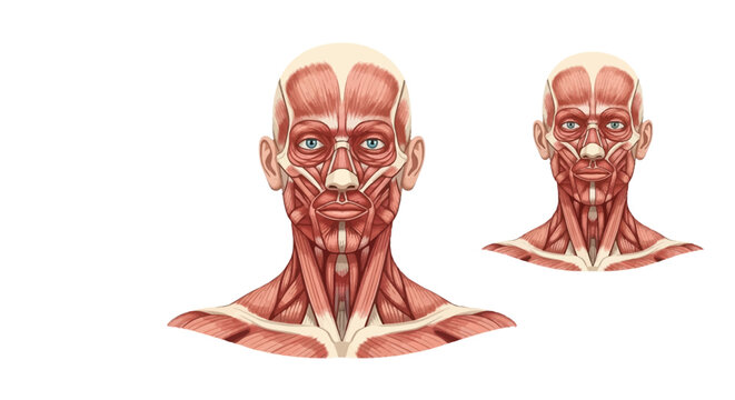 Medical illustration of human head and neck musculature featuring the facial muscle system including frontalis, orbicularis oculi, zygomaticus, and masseter on white background.