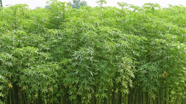 Dense Green Field of Tall Slender Mesta Jute Plants