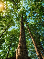 Fototapeta premium trees in the forest