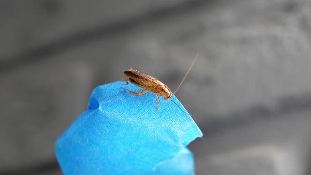 The American cockroach was caught in a glue trap. Destruction of insects at home. Insect management, close up of cockroach stuck on sticky glue cockroaches trap with bait with blurred background.