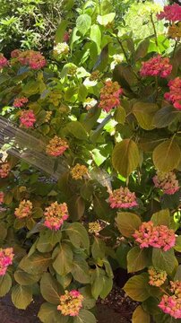 A man waters a hydrangea bush in the garden during the heat