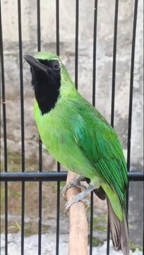 Vibrant Greater Green Leafbird Perched in a Cage