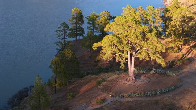 Beautiful aerial footage flying over the famous Casandra Pine on the shore of Las Ninas Dam in Gran Canaria during a stunning sunset