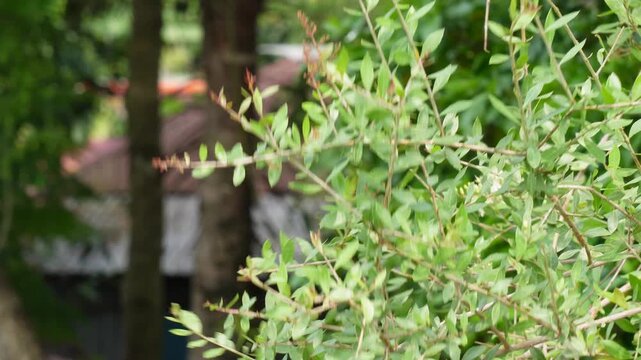 Henna Shrub with Thin Branches and Small Green Leaves Outdoors