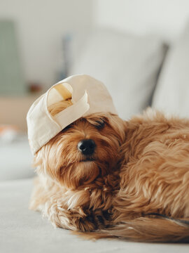 A funny fluffy dog ​​in a beige cap lying backwards on a gray sofa.