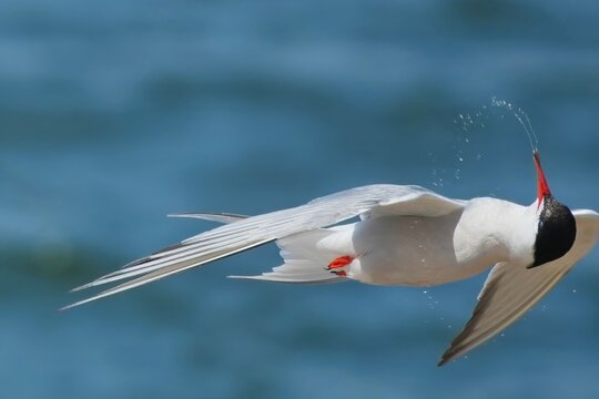 A common tern acrobatically spits out water in flight.