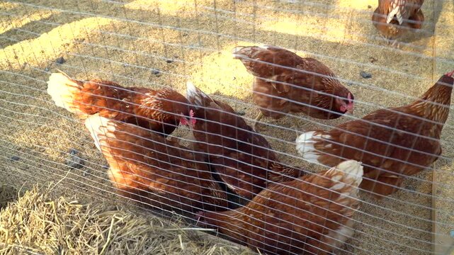 High angle view of brown hens eating grain and pecking hay inside a wire mesh chicken coop on a sunny farm
