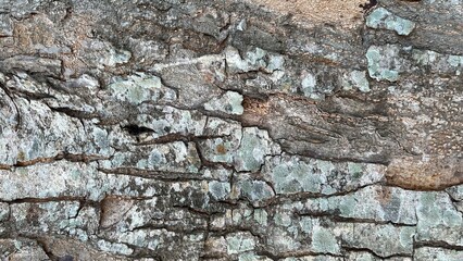 Fototapeta premium Rough tree bark texture with green lichen background