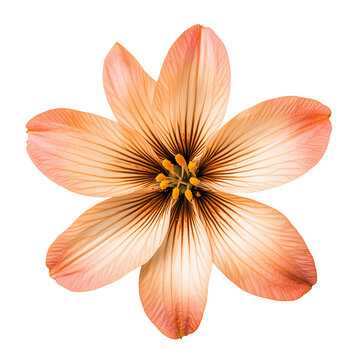Peach Flower