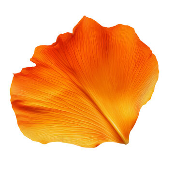 Orange Flower Petal