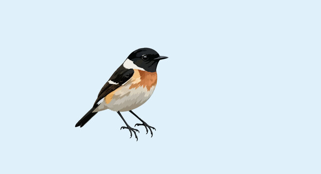 Detailed vector illustration of a male European stonechat (Saxicola rubicola) showing its black head, white neck patch, and orange breast, isolated on a plain light blue background.