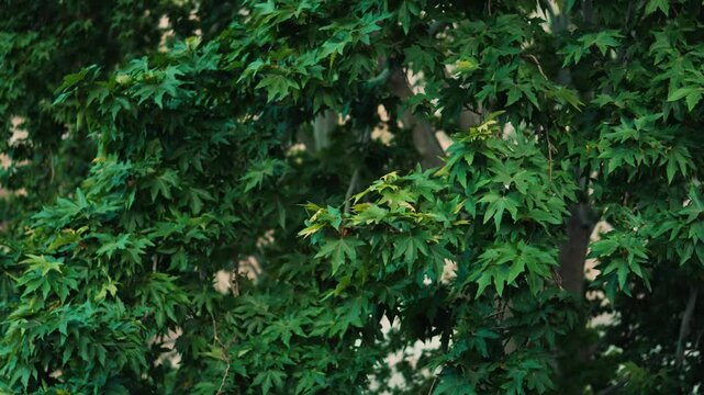 Green Leaves on Tree in Chitral &ndash; Natural Texture and Calm Outdoor Scene