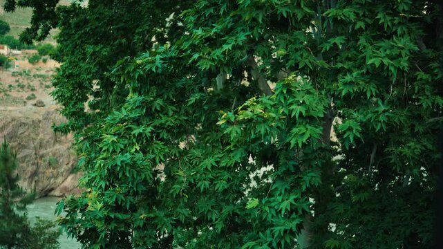 Green Leaves on Tree in Chitral &ndash; Natural Texture and Calm Outdoor Scene