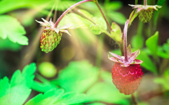 Wild Strawberry Images – Browse 118,899 Stock Photos, Vectors, and