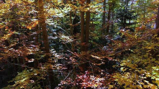 Forest in the area surrounding the Coll de Ladrones Fort (19th century) in the municipality of Canfranc, Jacetania Region, Huesca Province, Autonomous Community of Aragon, Spain, Europe