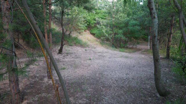 A wide sandy clearing sits deep within a lush green pine forest under bright natural daylight. Concept of wild camping, outdoor adventure, forest seclusion, and peaceful nature exploration.