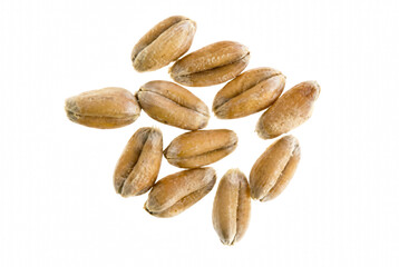 Obraz premium Macro view of individual wheat seeds clustered together