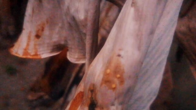 Brown, dried banana leaves against a dark background in the late afternoon. Tropical environment garden landscape view. 