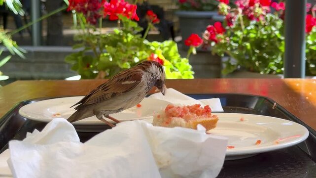 A sparrow eats a Spanish breakfast of bread and tomatoes