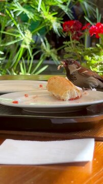 small gray sparrows pecking bread crumbs from a wooden table, vertical video