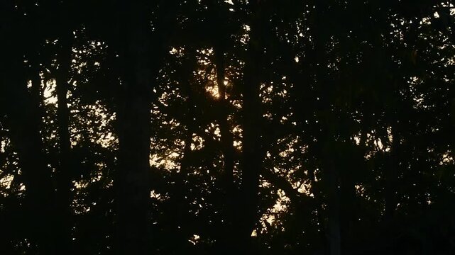 Golden sunrays burst through dense jungle foliage, creating a beautiful lens flare effect in India's Western Ghats.