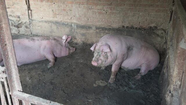Two dirty pigs wallowing in muddy pen