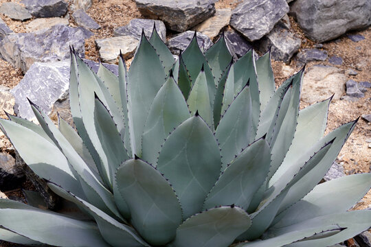 High angle view of large agave americana foliage texture
