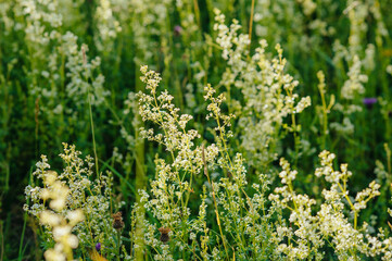 Obraz premium White flowering meadow plants illuminated by warm sunlight in natural grassland