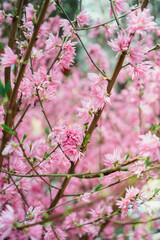 Naklejka premium pink cherry blossom