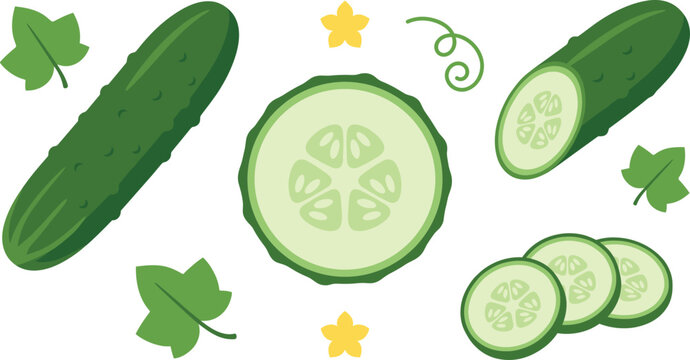Fresh green cucumber vegetable vector set with whole cucumber half round slices cut pieces yellow flowers and leaves isolated on white background