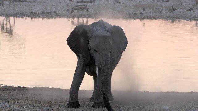 An African elephant throws dirt onto its body to protect from the harsh sun and biting insects, Etosha National Park, Namibia. 